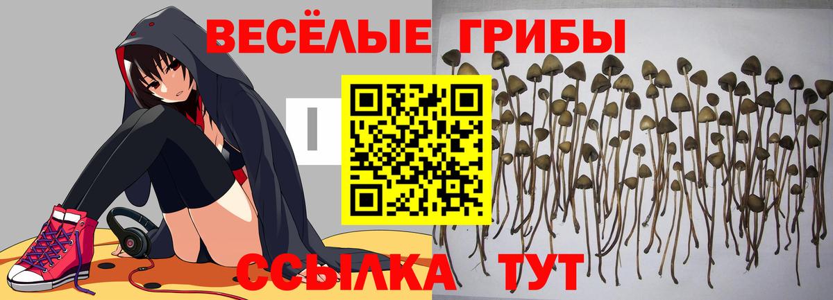Галлюциногенные грибы Psilocybe Новозыбков